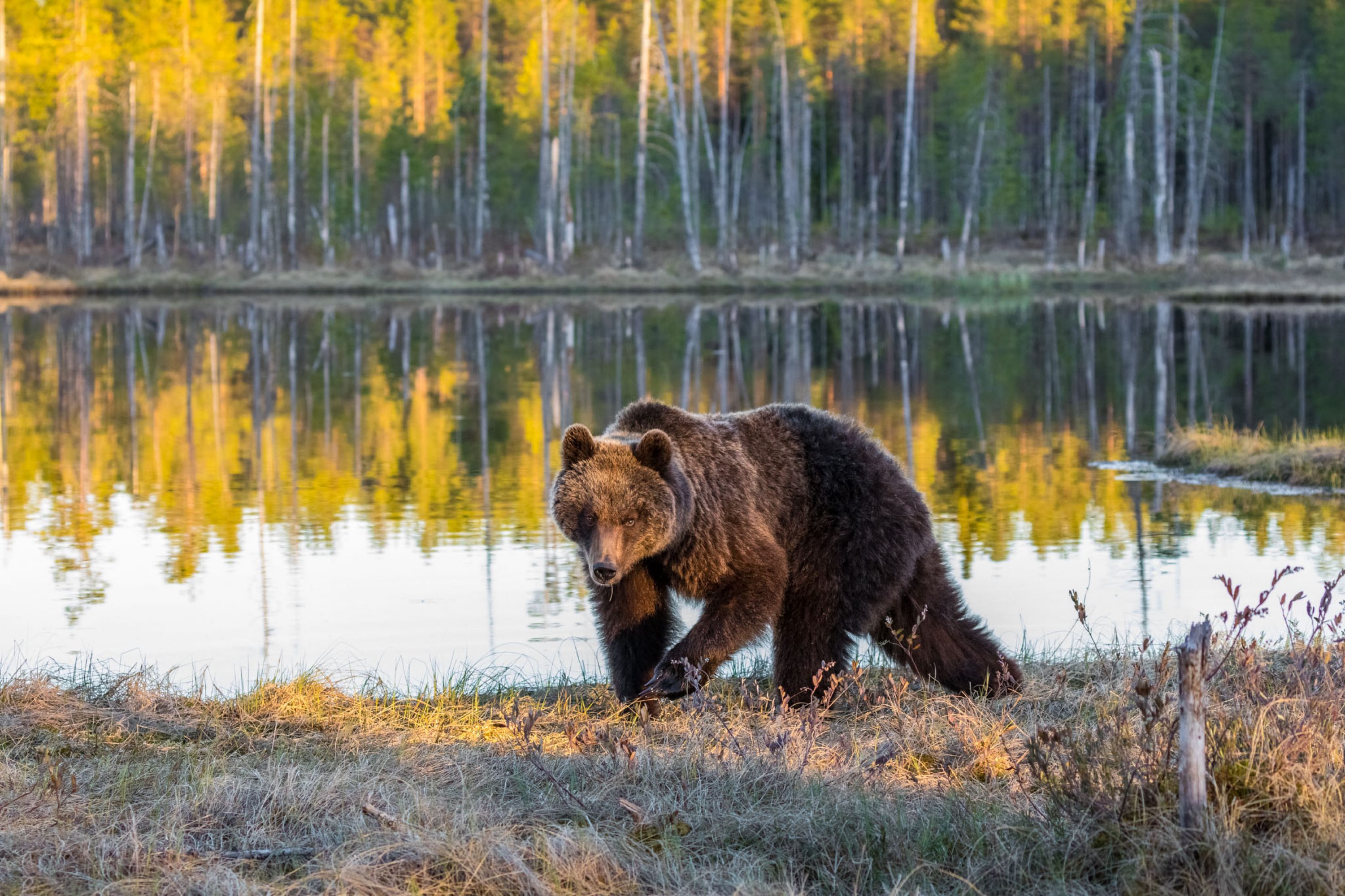 Karhu syysmaisemissa lammen rannalla