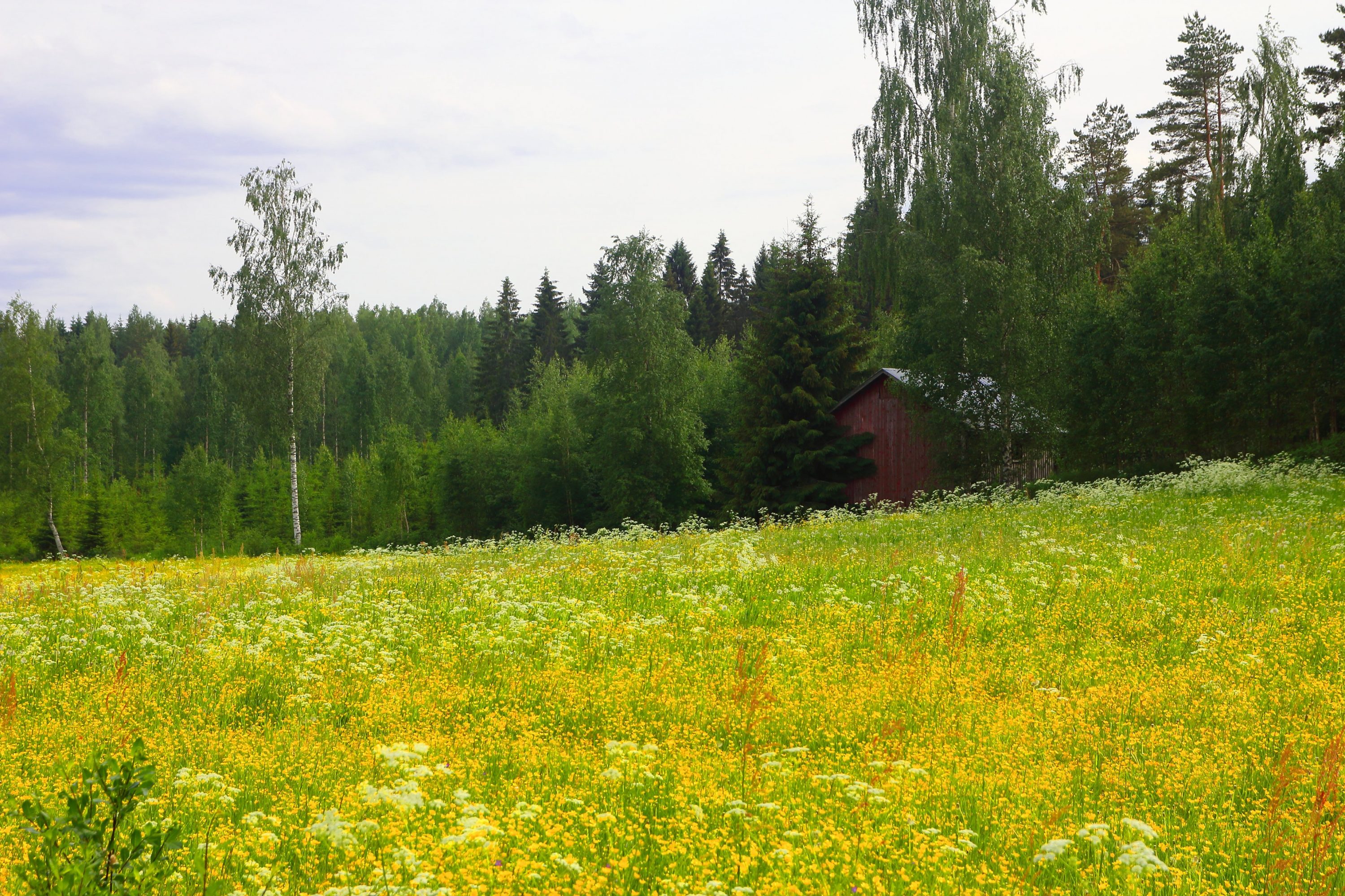 Kesäinen kukkapelto